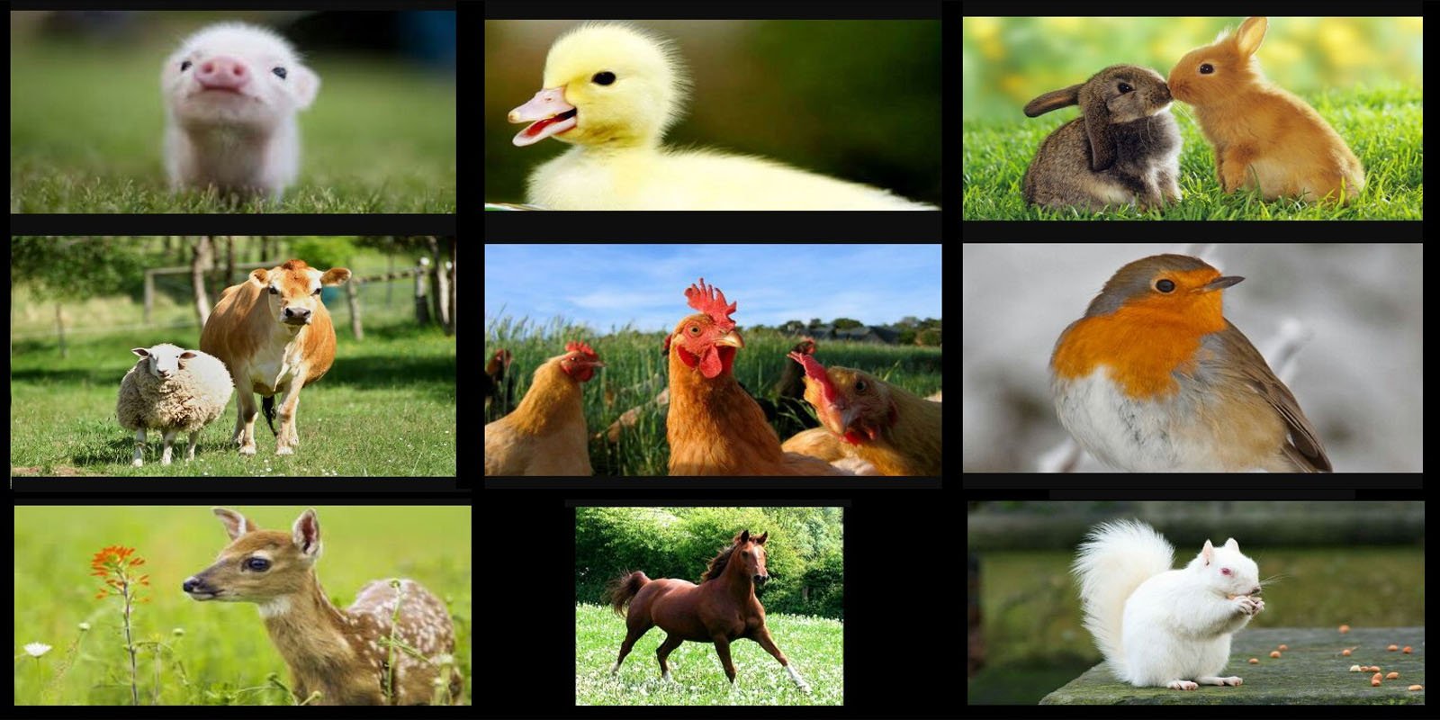 animals